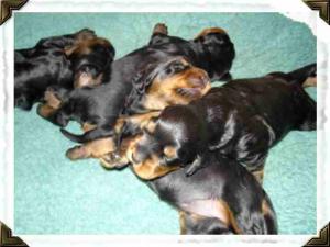 Sept puppies at 2 weeks